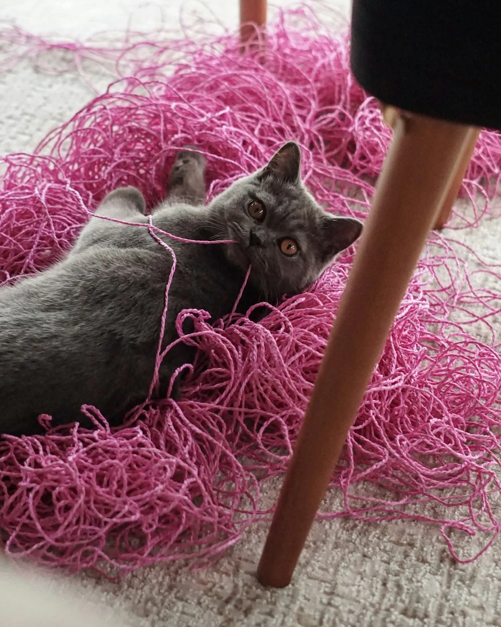 The PetsYarn studio
