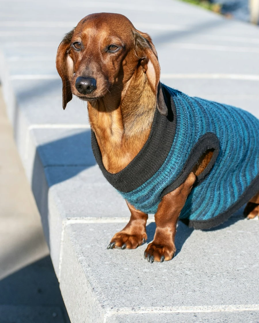 Dachshund wearing handmade pet apparel