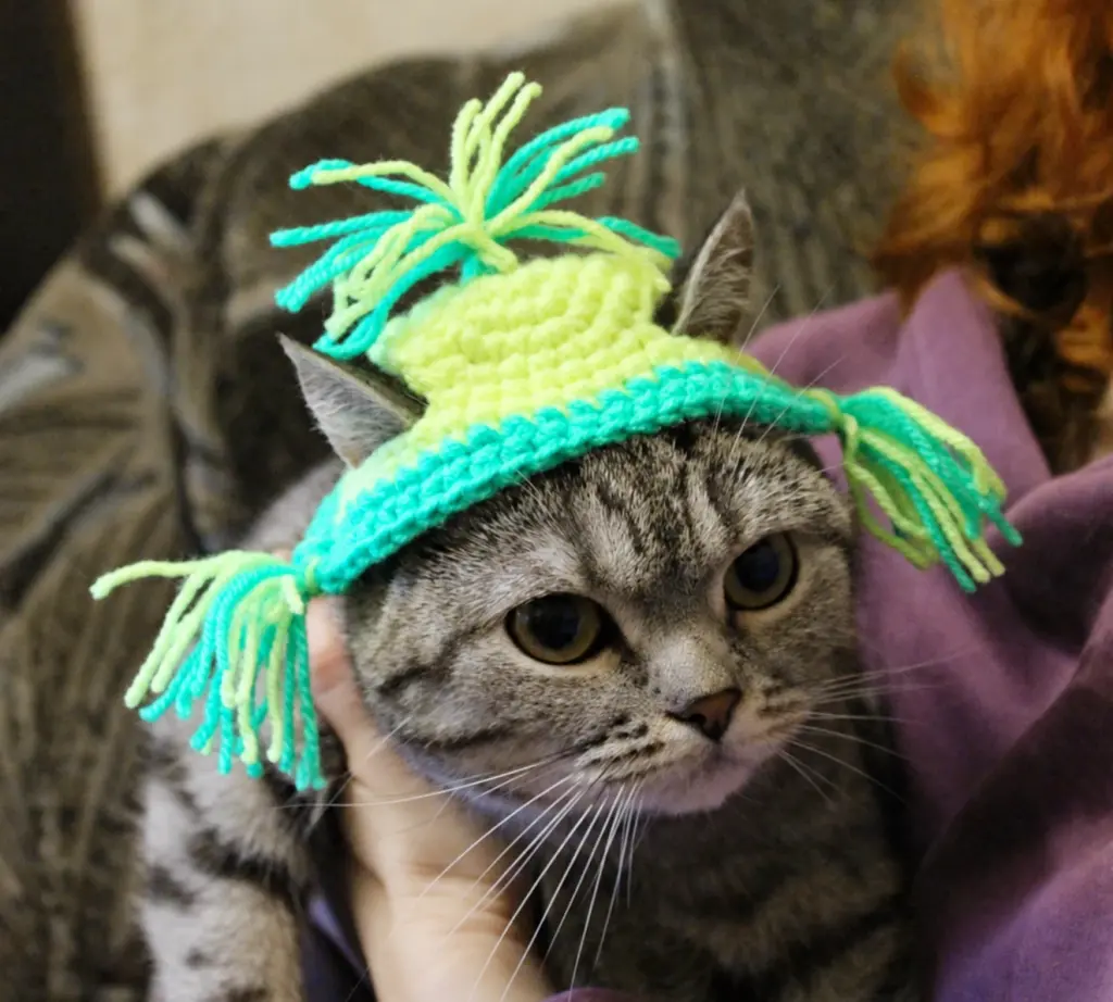 Lemon Yellow Flap Hat for Cats – Model Showcase